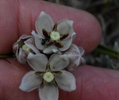 Asclepias oreophila, photographed by Alan Manson