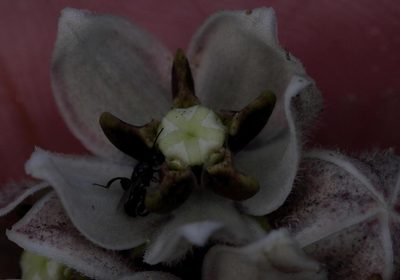Asclepias oreophila, photographed by Alan Manson