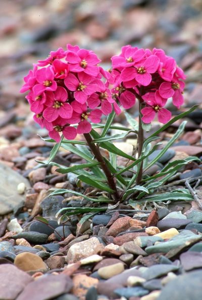Erysimum pallasii, photographed by Ian Adams