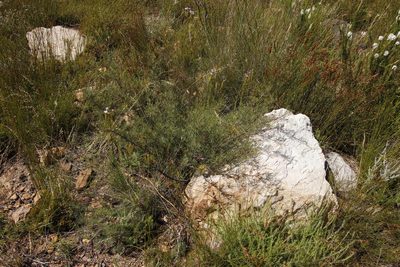Searsia rosmarinifolia, photographed by Tony Rebelo