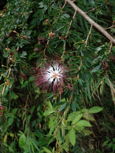Calliandra angustifolia, photographed by Nolan Exe