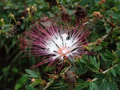 Calliandra angustifolia, photographed by Nolan Exe