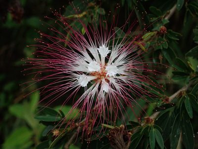 Calliandra angustifolia, photographed by Nolan Exe