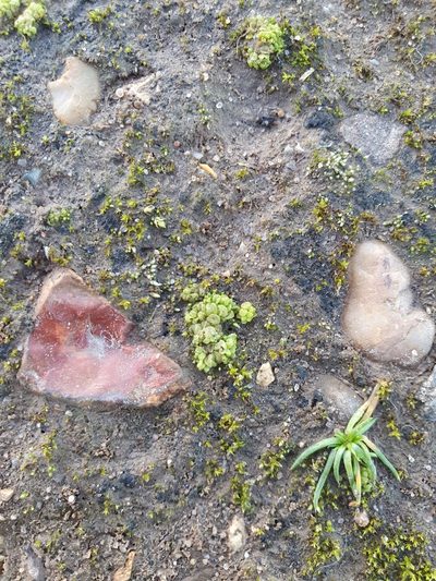 Sphaerocarpos europaeus, photographed by Jonathan Hughes