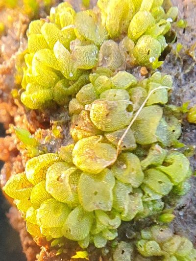 Sphaerocarpos europaeus, photographed by Jonathan Hughes