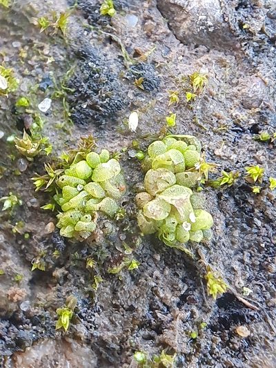 Sphaerocarpos europaeus, photographed by Jonathan Hughes