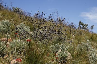 Leucadendron rubrum, photographed by Tony Rebelo