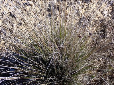 Schoenus nigricans, photographed by David Delon
