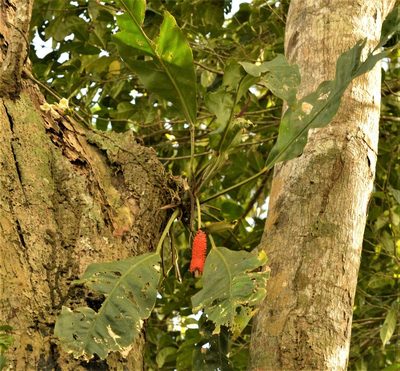 Anthurium upalaense, photographed by Andrea Gantzer