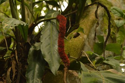 Anthurium upalaense, photographed by Andrea Gantzer