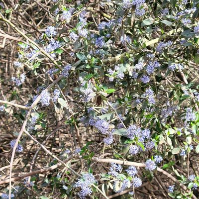 Ceanothus oliganthus, photographed by Dan Horowitz