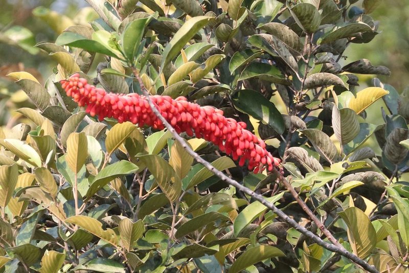 Norantea guianensis, photographed by scaup