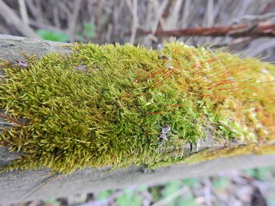 Amblystegium serpens, photographed by Susan Marley