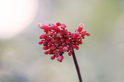 Palicourea nitidella, photographed by scaup