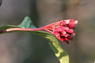 Palicourea nitidella, photographed by scaup