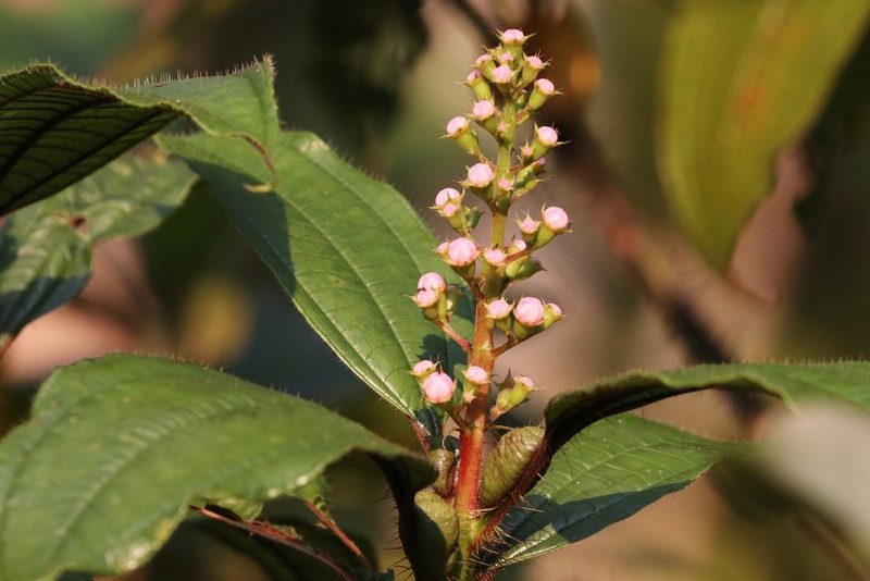 Miconia tococa, photographed by scaup