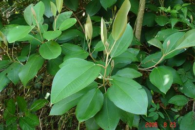 Miconia argentea, photographed by Alec McClay