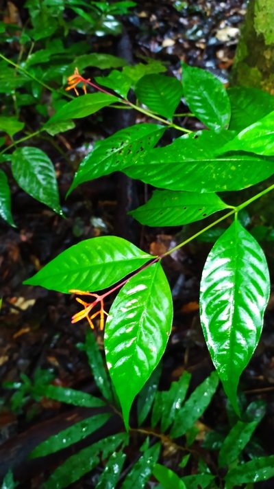 Palicourea longiflora, photographed by Guillaume Delaitre