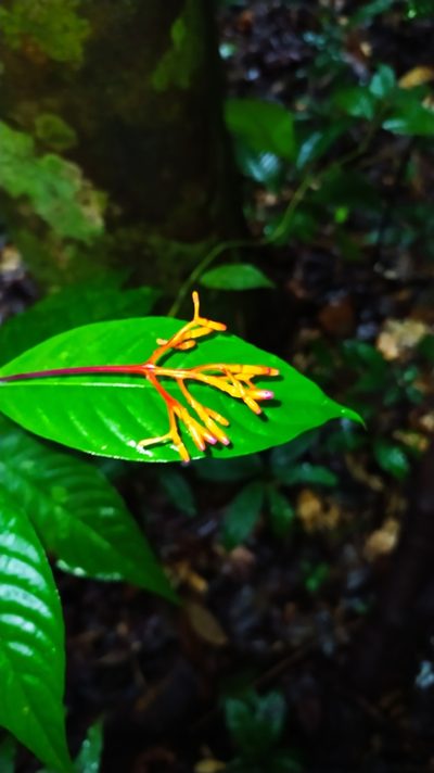 Palicourea longiflora, photographed by Guillaume Delaitre