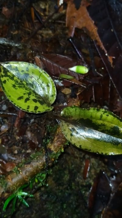 Pelexia delicatula, photographed by Guillaume Delaitre
