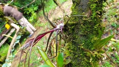 Tillandsia bulbosa, photographed by Guillaume Delaitre