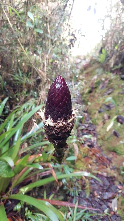 Guzmania coriostachya, photographed by Daniel Mesa