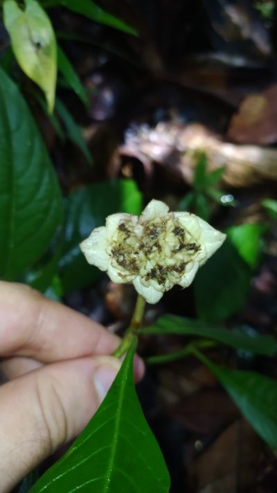 Palicourea bracteocardia, photographed by Guillaume Delaitre