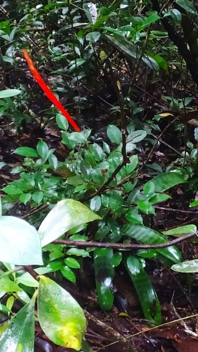 Lutheria splendens, photographed by Guillaume Delaitre