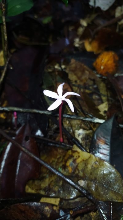 Voyria rosea, photographed by Guillaume Delaitre