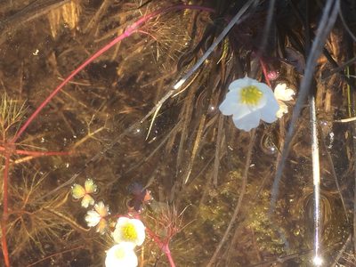 Ranunculus ololeucos, photographed by Andre Hosper