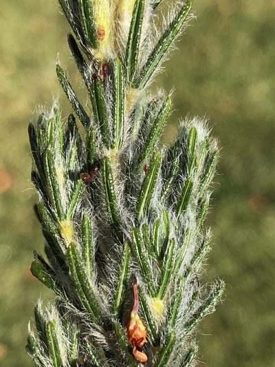 Cyclopia alopecuroides, photographed by Dave U