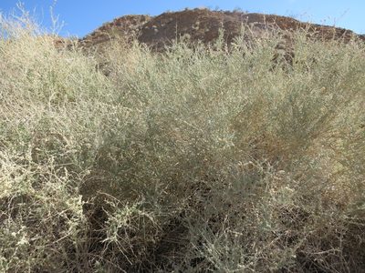 Atriplex polycarpa, photographed by Garth Harwood