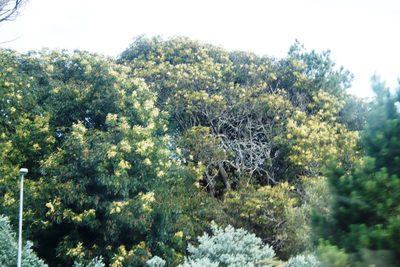 Acacia elata, photographed by Tony Rebelo