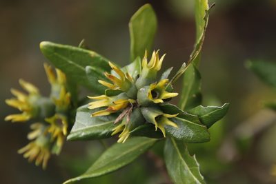 Burchellia bubalina, photographed by Tony Rebelo