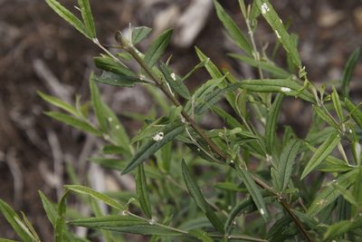 Buddleja saligna, photographed by Tony Rebelo