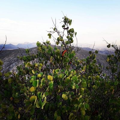 Senegalia crassifolia, photographed by Mauricio Calderón