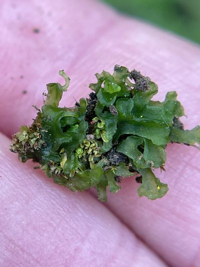 Phymatoceros bulbiculosus, photographed by crothfels
