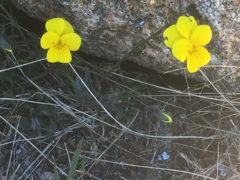 Viola langeana, photographed by Andre Hosper