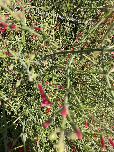 Gambelia juncea, photographed by laiet17