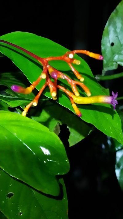 Palicourea longiflora, photographed by Guillaume Delaitre