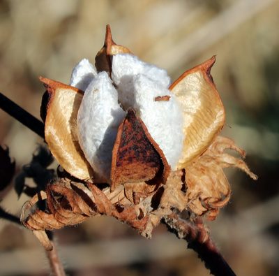 Gossypium hirsutum, photographed by Catherine C. Galley