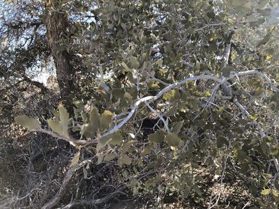 Quercus cornelius-mulleri, photographed by Norman Douglas