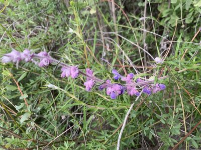 Trichostema lanatum, photographed by Heather
