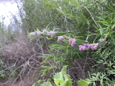 Trichostema lanatum, photographed by Heather