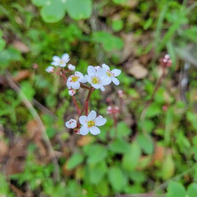 Micranthes californica, photographed by Dan Horowitz