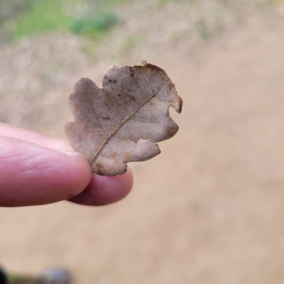Quercus douglasii, photographed by Dan Horowitz