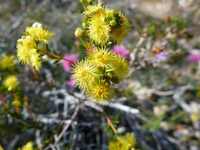 Verticordia acerosa, photographed by botanygirl