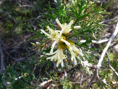 Petrophile striata, photographed by botanygirl