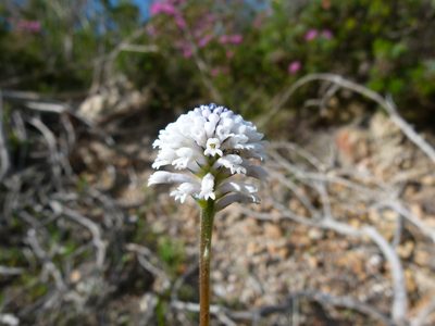 Conospermum huegelii, photographed by botanygirl
