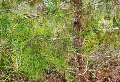 Pinus clausa, photographed by Laura Gaudette